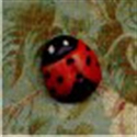 Picture of Lady Beetle